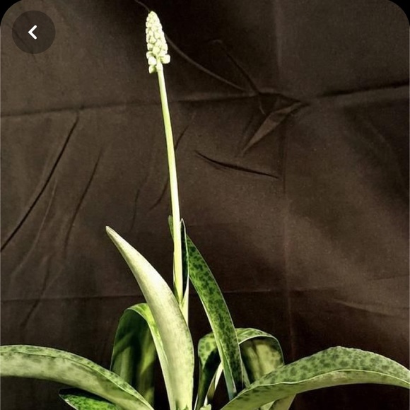 SILVER SQUILL β 5 HEALTHY BULBS / STEMS - Picture 3 of 7